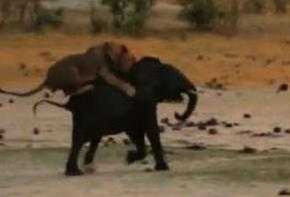 Sư tử nhảy lên lưng, hạ gục voi