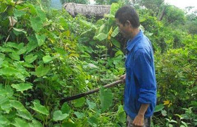 Bài thuốc lạ trị bệnh gan giúp nhiều người trở về từ… cõi chết