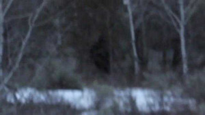 Phát hiện sinh vật giống 'quái vật chân to' ở Mỹ