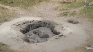 Cảm động cảnh cứu voi mắc kẹt dưới vũng bùn sâu