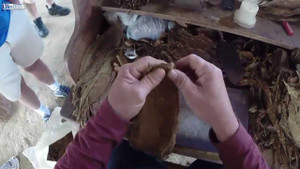 Cận cảnh quy trình làm ra điếu xì gà ở Cuba