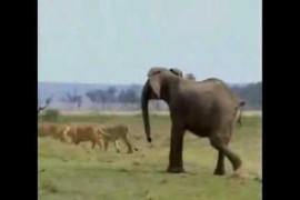 Clip: Voi đuổi sư tử chạy trối chết