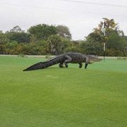 Cá sấu khổng lồ như khủng long bò lên sân golf khiến người chơi kinh hồn bạt vía