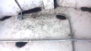 Kinh hãi cảnh hàng ngàn con nhện bò lổm ngổm trên trần nhà