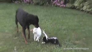 Phì cười xem 'trọng tài' chó phân xử cuộc chiến của mèo