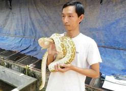 Trăn đột biến màu lạ bị ráo riết lùng mua ở miền Tây