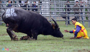 Trâu chọi quỳ chào khán giả trước phút ra đòn