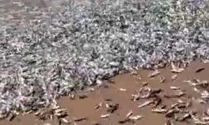 Cảnh tượng chưa từng thấy: Đàn cá đua nhau dạt vào bờ đông như kiến