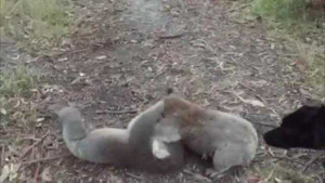 Cuộc chiến căng thẳng của gấu túi