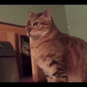 Cười vỡ bụng màn chơi khăm đồng loại của mèo