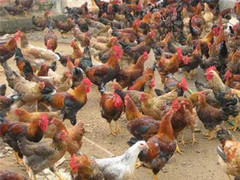 Chính phủ yêu cầu kiểm tra vụ 'gà chạy vào nhà Bí thư, Chủ tịch xã'