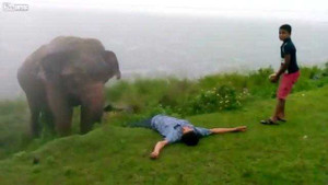 Gã say thách thức voi