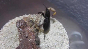 Video: Bọ chiến binh cắt đôi người bọ cạp quỷ ngoạn mục