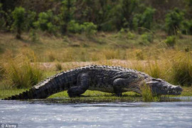 Du khách sốc trước cảnh đàn cá sấu ăn thịt người ở Zimbabwe