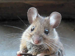 4 cách để không có chuột trong nhà bạn