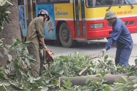 Ông Trần Đăng Tuấn viết thư ngỏ: Chủ tịch Hà Nội yêu cầu rà soát việc chặt cây