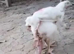 'Quái vật' gà 4 chân kỳ dị ở Thái Lan