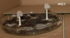 Xem sản xuất kháng sinh từ phân ngựa