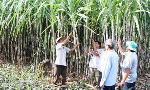 'Góc khuất' ngành mía đường: Người trong ngành vạch áo...