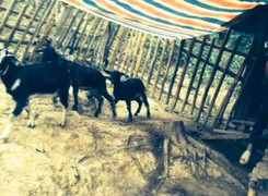 Đàn dê 'lạc' vào nhà Bí thư bây giờ ra sao?