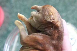 Kỳ lạ chó có hình đầu voi ngâm rượu 17 năm không phân huỷ