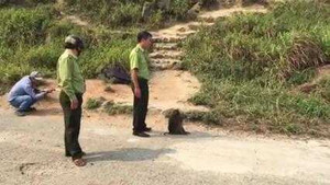 Video: Vây bắt con khỉ tấn công du khách ở Đà Nẵng