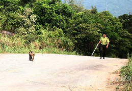 Vây bắt con khỉ 'thích' tấn công du khách nữ ở Đà Nẵng