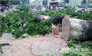 Chặt 6.700 cây xanh: Chủ tịch Hà Nội gửi thư trả lời ông Trần Đăng Tuấn