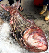 Xem cá hô 'khủng' nặng 135kg dài 1,8m ở TP.HCM