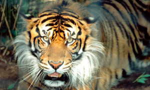 Thịt hổ, chân gấu tràn lan trong thực đơn cho khách Trung Quốc