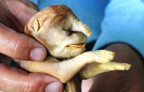 Kỳ lạ chó đẻ ra 'voi' ngâm rượu 17 năm không rã