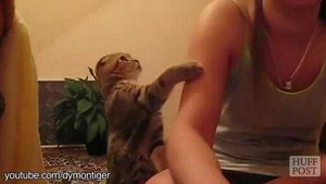 Clip mèo nũng nịu đòi vuốt ve làm tan chảy trái tim người xem