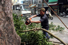 'Chặt 6.700 cây xanh': Lãnh đạo Hà Nội nhận thiếu sót