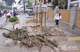 'Con đường đẹp nhất Việt Nam' nham nhở sau khi chặt hạ nhiều cây xanh