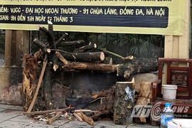 Cây xanh bị chặt thành củi đun trên vỉa hè Hà Nội