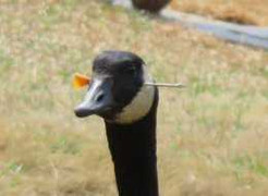 Con ngỗng bị mũi tên xuyên qua đầu vẫn sống