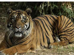 Ly kỳ chuyện cọp thọt khổng lồ đoạt mạng nhiều người ở Tuyên Quang