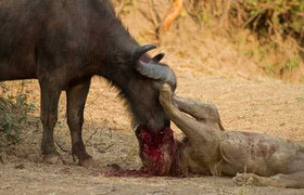 Xem trâu rừng húc tung sư tử ứng cứu đồng loại ngoạn mục