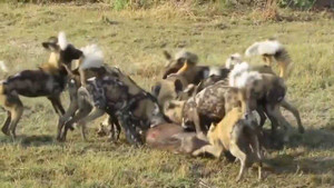 Cảm động cảnh lợn rừng lao vào cứu bạn bị đàn chó hoang xâu xé