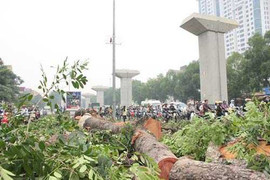 Chặt 6.700 cây xanh: Khi nào Hà Nội trả lời 21 câu hỏi còn 'nợ'?