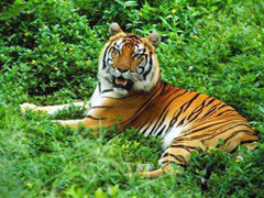 Tóm sống hổ xám khổng lồ chuyên ăn thịt người ở Tuyên Quang