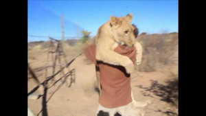 Clip: Tình bạn hiếm thấy giữa người và sư tử khiến ai cũng rưng rưng