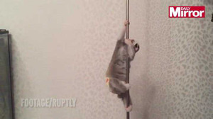 Video: Cười vỡ bụng xem Culi múa cột