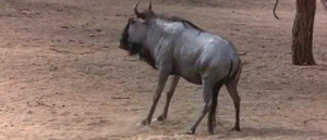 Xem video này không ai là không cười 'vỡ bụng'