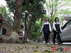 Chặt 6.700 cây xanh: Bí thư Hà Nội đánh giá 'nóng vội, giản đơn'