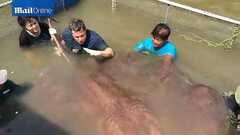 Video: Bắt được cá đuối khổng lồ nặng gần 400kg