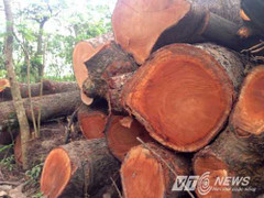 Bí thư Hà Nội: Không được xử lý việc chặt cây kiểu 'hòa cả làng'