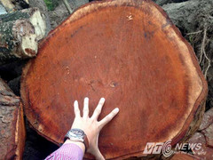 Chi tiết kinh phí chặt hạ một cây xà cừ 'khổng lồ'