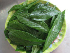 Công dụng chữa bệnh tuyệt vời từ lá xương sông