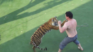 Rùng mình người đàn ông đánh nhau 'tay đôi' với hổ